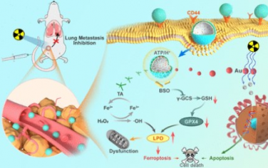 ACS Nano：MOF基铁死亡诱导剂可强化乳腺癌的放疗效果