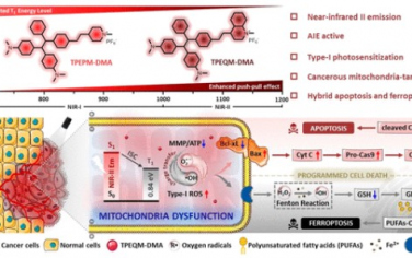 ACS Nano：NIR-II AIE光敏剂可通过凋亡-铁死亡协同作用实现线粒体靶向光动力学疗法