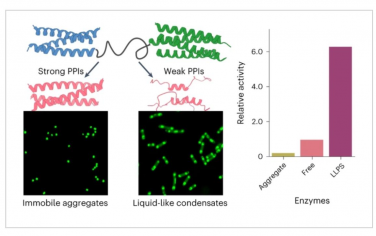 Nature Chemistry：从新设计的蛋白质组装无膜细胞器