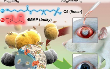 Advanced Materials：调控配体比例可控制金纳米簇构象并活化非抗菌硫醇香精以高效对抗MRSA诱导的角膜炎