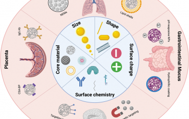 Chem. Soc. Rev：调节工程纳米材料与器官屏障之间的相互作用以增强药物递送
