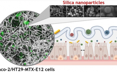 Nano Letters：二氧化硅纳米颗粒与肠道细胞发生形貌相关的相互作用