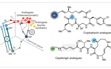 Nature Synthesis：化学酶法探索生物活性天然产物的结构-活性关系