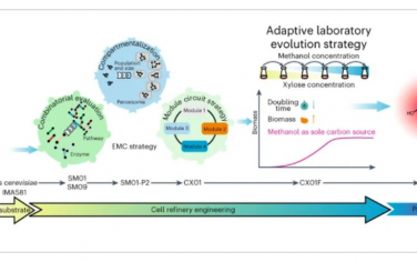 Nature Catalysis: 重新规划甲醇利用途径从而将酿酒酵母转化为甲基营养物