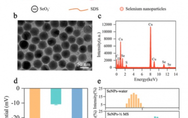 ACS Nano：体内植物蛋白中硒纳米颗粒的掺入研究