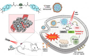 Biomaterials：靶向调节肿瘤氧化还原和抗血管生成的纳米组装体用于自增强光学治疗