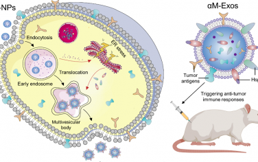 ACS Nano：生物自组装的肿瘤细胞源性癌症纳米疫苗可作为多合一平台以用于癌症免疫治疗