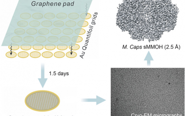 ACS Nano：用于Cryo-EM的高质量石墨烯网格的批量生产：甲基球菌壳可溶甲烷单加氧酶羟基酶的Cryo-EM结构