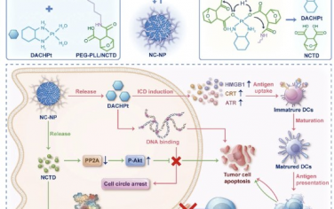 Advanced Science：双重协同肿瘤特异性聚合纳米颗粒用于高效化学免疫治疗