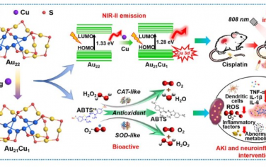 Science Advances：生物活性NIR-II金簇可用于三维成像和急性炎症抑制