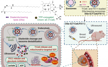 Biomaterials：包封糖酵解抑制剂的可生物还原外泌体用于增强靶向线粒体的声动力癌症治疗