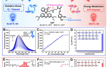 JACS： 利用荧光成像揭示活性氧和ATP在肝脏缺血再灌注损伤中的关键作用