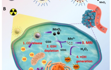Angew：基于闪烁纳米颗粒、X射线触发CO和MnO2的产生用于级联癌症放疗增敏