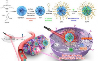 Biomaterials：铂纳米酶桥联COF-适体可实现肿瘤靶向自强化光催化治疗