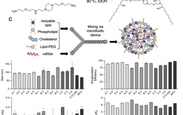 JACS：妊娠期体内向胎盘递送mRNA的可电离脂质纳米颗粒