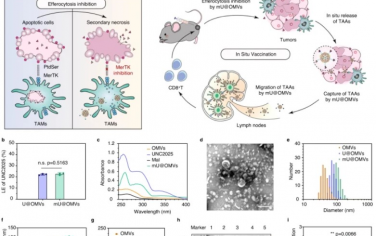 Nature Communications：基于细菌外膜囊泡纳米系统可强化胞葬阻断触发的肿瘤特异性免疫