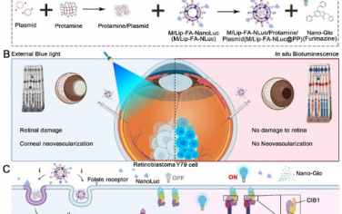 ACS Nano：伪装纳米颗粒实现原位生物发光驱动的视网膜母细胞瘤光遗传学疗法