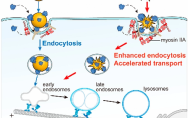 ACS Nano：纳米粒子刺突通过调节肌球蛋白IIA的募集增强细胞摄取