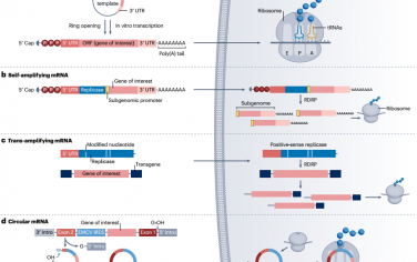 Nat. Rev. Cancer：基于mRNA的癌症治疗