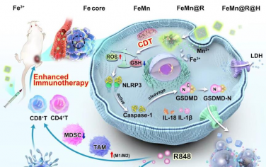 Biomaterials：酸响应MOF纳米药物通过金属离子干扰介导的细胞焦亡通路增强抗肿瘤免疫治疗