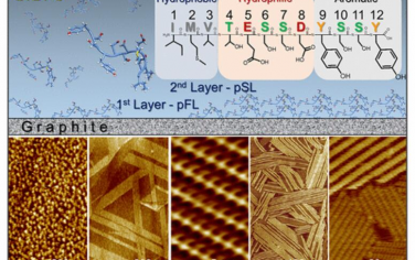 ACS Nano: 原子平坦固体表面逐层肽自组织的分子尺度结构和动力学
