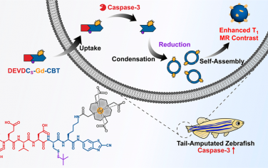 Nano Lett：Caspase-3触发胞内钆纳米颗粒形成以用于细胞凋亡的T1加权磁共振成像