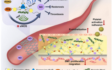 Biomaterials：血管中的加油站