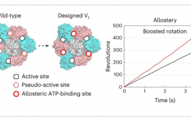 Nature Chemistry：通过恢复伪活性位点的失去功能来设计V1-ATP酶的变构位点