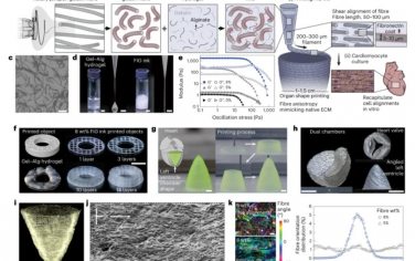 Nature Materials：纤维灌注凝胶支架在3D打印心室中引导心肌细胞排列