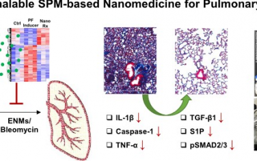 ACS Nano：促溶解介质纳米治疗药物可在临床前动物模型中减轻肺纤维化