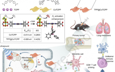 Biomaterials：利用钴基纳米激动剂声动力放大cGAS-STING以激活抗骨和转移瘤的作用