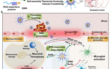 ACS Nano：多效微环境重塑胶束抑制神经元铁死亡和神经胶质过度激活可治疗脑缺血再灌注损伤