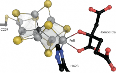 Nature Catalysis：只含Fe的固氮酶的结构和固氮机理