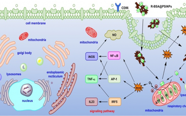 ACS Nano：多孔硅纳米载体增强靶向线粒体的牛血清白蛋白对巨噬细胞极化的免疫调节