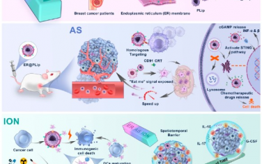 ACS Nano：内质网膜辅助脂质体药物递送可打破免疫原性化疗的时空屏障
