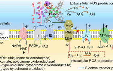 ACS Nano：铋掺杂的PCN-222 MOF可通过自驱动电子转移仿生酶催化治疗细菌感染