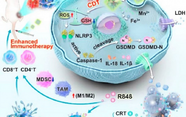 Biomaterials：酸响应性MOF纳米药物可通过金属离子干扰介导的焦亡通路来增强抗肿瘤免疫治疗