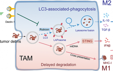ACS Nano：纳米孢子可选择性阻断肿瘤相关巨噬细胞LC3相关吞噬以增强抗肿瘤免疫