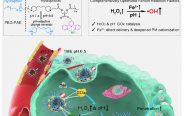 ACS Nano：综合优化Fenton反应因子以改善抗肿瘤化疗动力学