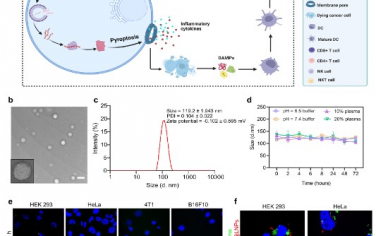Nature Communications：mRNA 脂质纳米颗粒介导细胞焦亡可敏化免疫性冷肿瘤以实现高效检查点免疫疗法