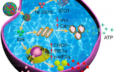 ACS Nano：类凋亡诱导剂可触发免疫原性细胞死亡以联合IDO抑制对抗转移性肿瘤
