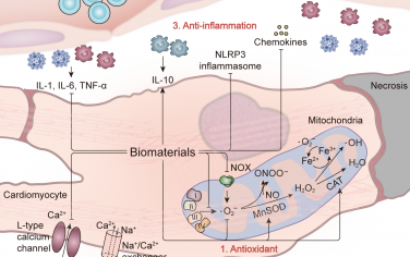 Biomaterials综述：生物材料介导的心肌缺血再灌注损伤靶向治疗