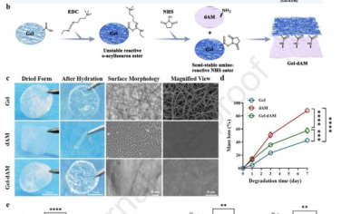 Biomaterials：明胶纳米纤维强化脱细胞羊膜材料可促进神经损伤术后的轴突再生和功能恢复