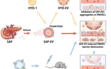 ACS Nano：细胞外囊泡介导重症急性胰腺炎相关急性肺损伤