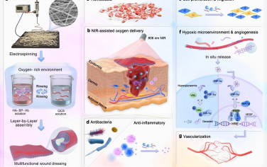 Biomaterials：具有多合一生物性能的光热纳米纤维用于加速糖尿病伤口愈合