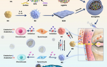 Biomaterials：活化的巨噬细胞膜包被的纳米颗粒用于缓解骨关节炎引起的滑膜炎和关节损伤