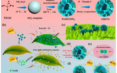 ACS Nano：耐氧化硅纳米系统可向农作物智能控制递送肥料