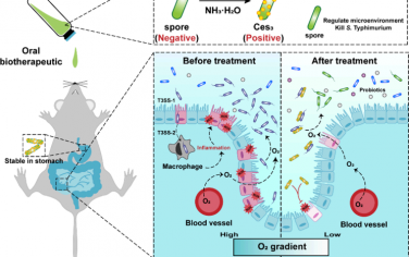 Nano Lett：纳米酶增强的益生菌孢子可调节肠道微环境以靶向治疗急性胃肠炎