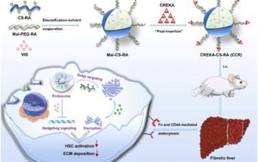 Biomaterials：纤连蛋白/CD44介导纳米颗粒可靶向破坏高尔基体并Hedgehog信号以缓解肝纤维化