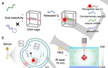 Angew：使用DNA笼热泳法选择性分析细胞外囊泡中的成熟microRNA